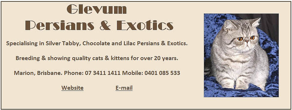 Glevum Persians and Exotics