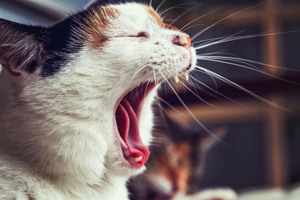 Gum disease in cats