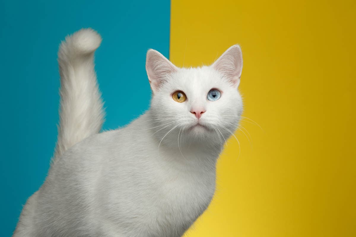 Heterochromia in cats