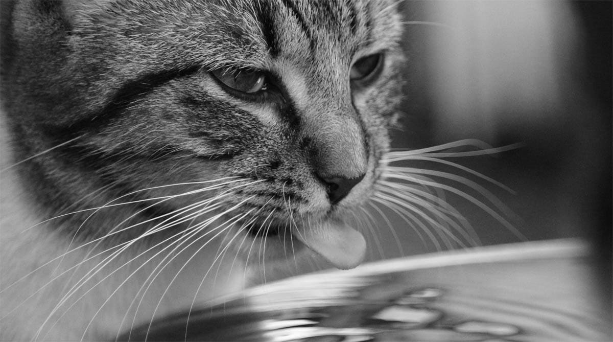 How to get a cat to drink more water