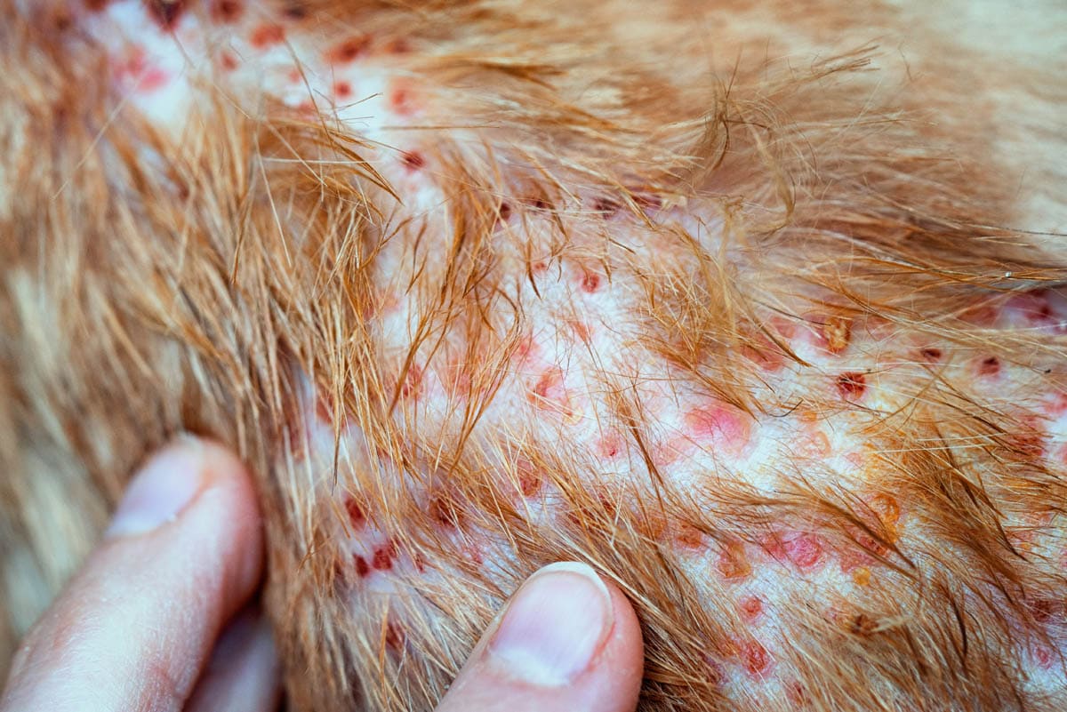 Miliary dermatitis in cats