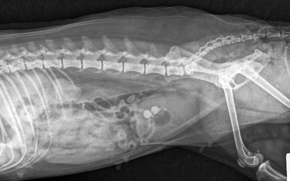 Xray of bladder stones in a cat