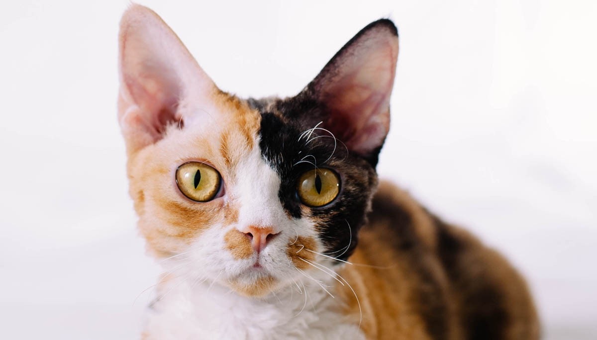 Vestibular disease in cats