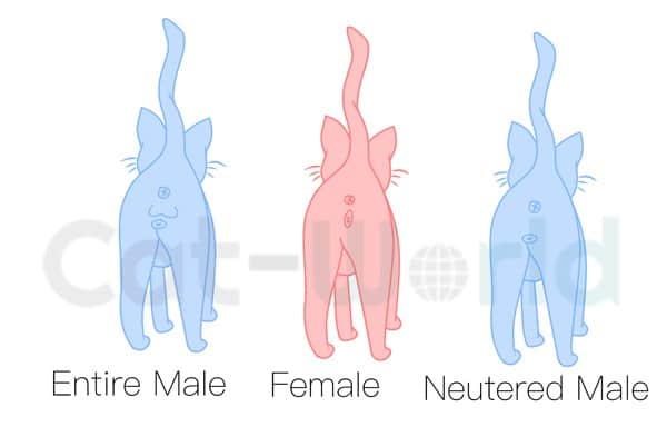How to determine the sex of a cat