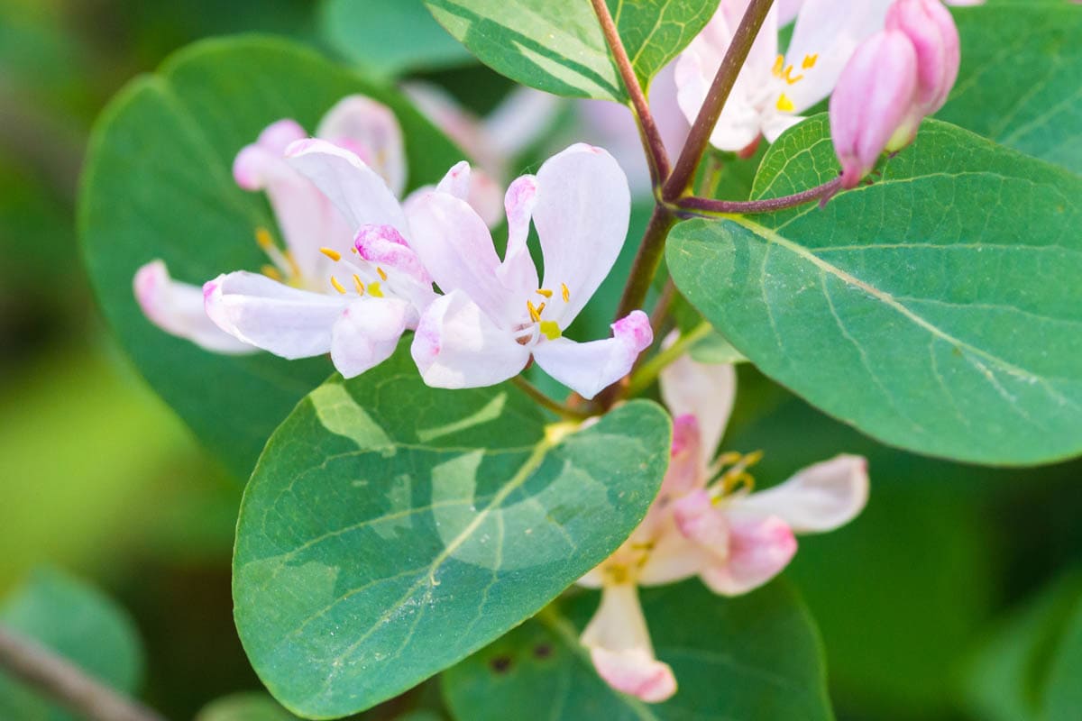 Tartarian honeysuckle