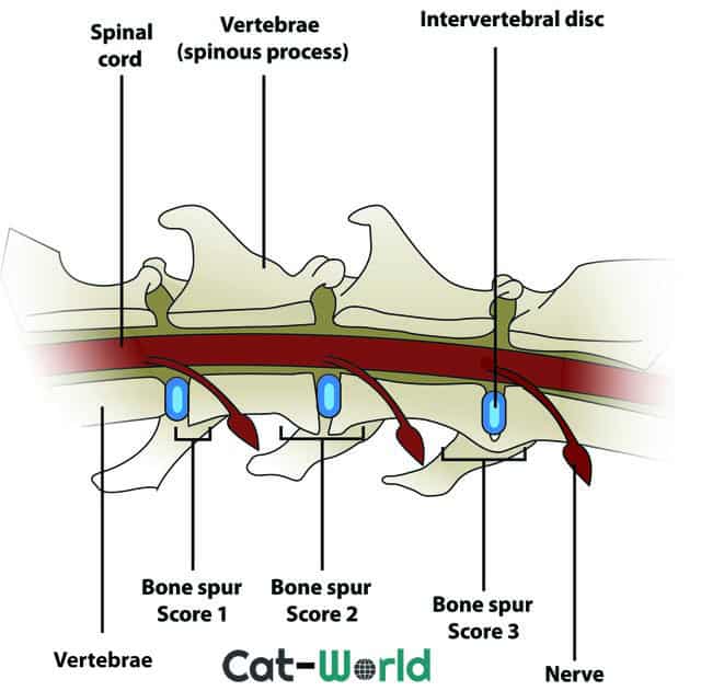 Spondylosis in cats