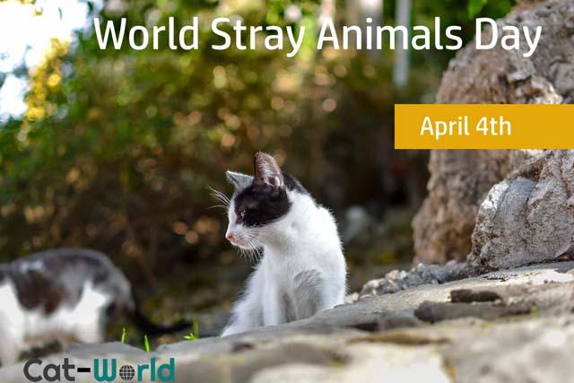 World Stray Animals Day - Cat-World