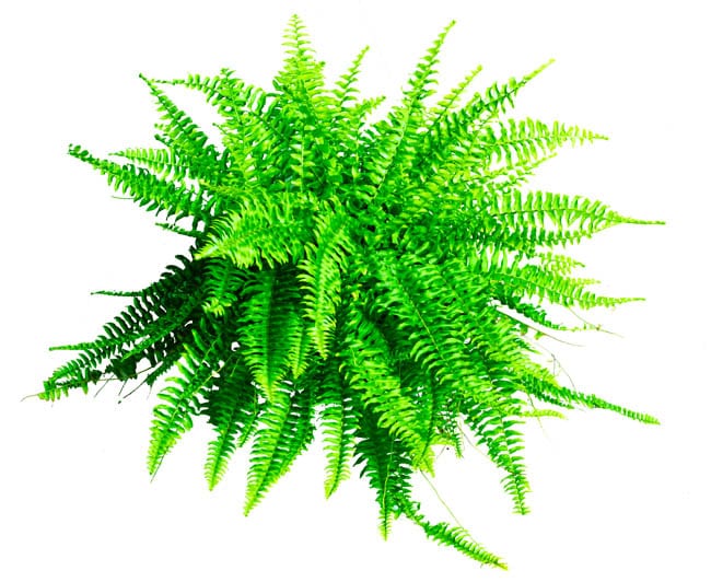 The Ultimate Guide to Indoor Fern Varieties Houseplant Resource Center