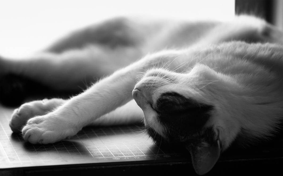 Cat pain relief, what painkillers are safe for cats?