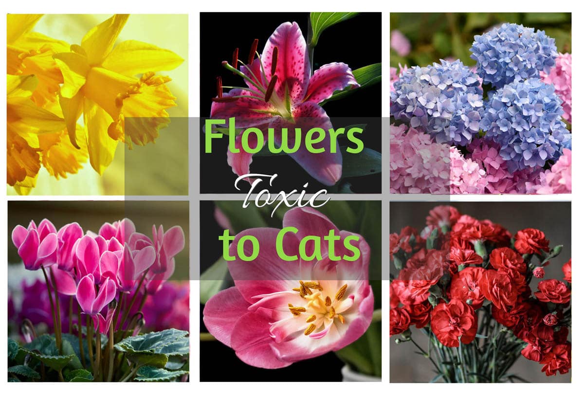 Common Flowers Toxic to Cats CatWorld