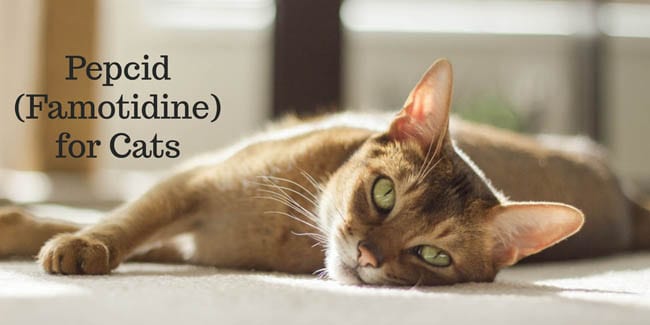 Pepcid (Famotidine) For Cats CatWorld