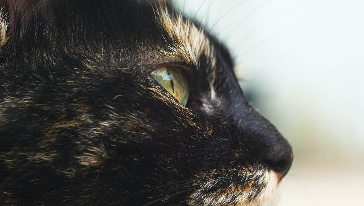 Blepharitis in cats