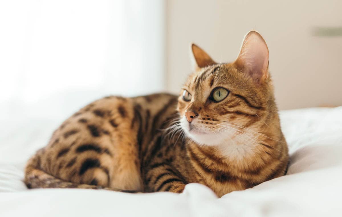 Common household allergies in cats