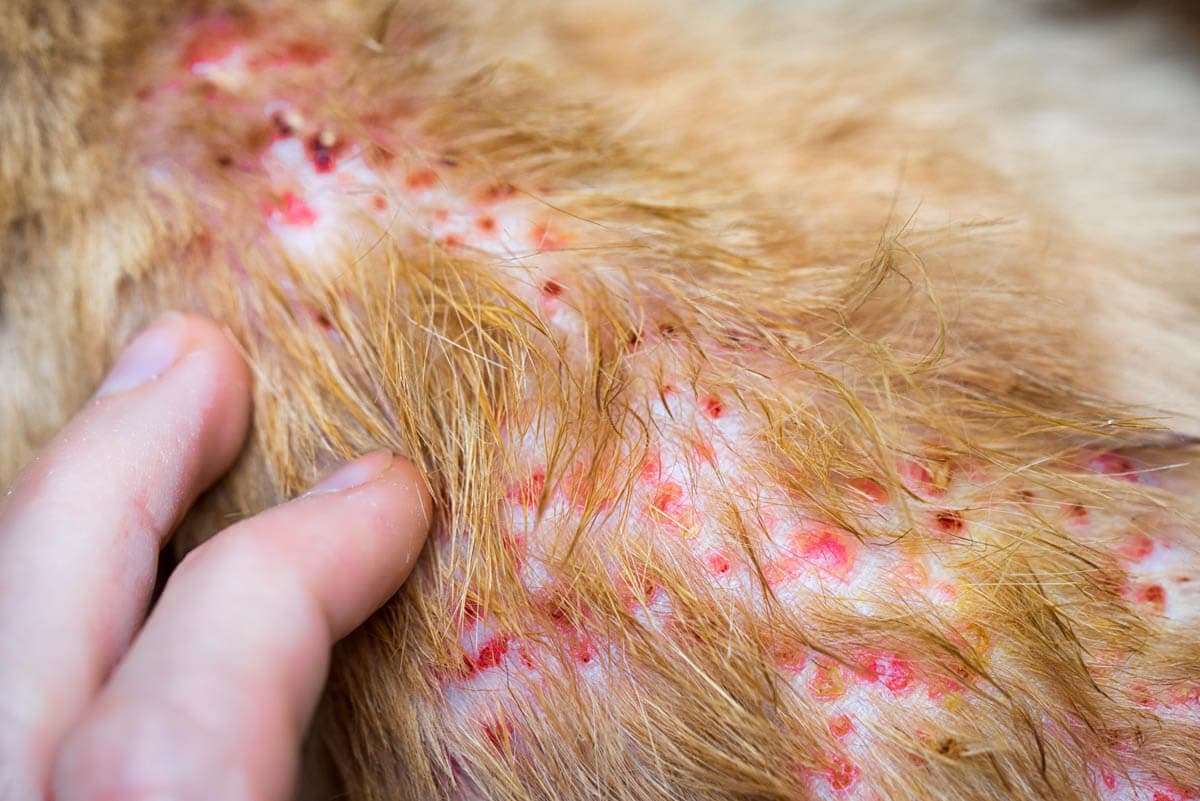 Flea allergy dermatitis in cats