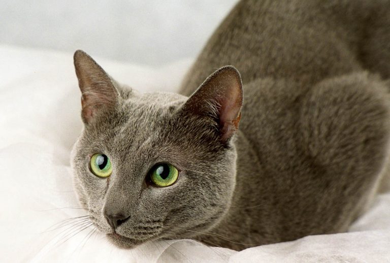 Ivermectin For Cats - Cat-World