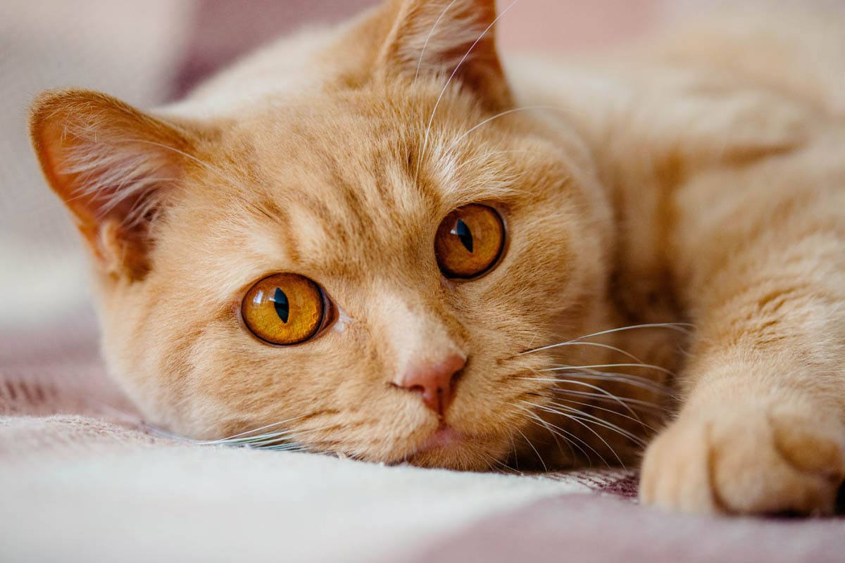 Gastric motility disorders in cats