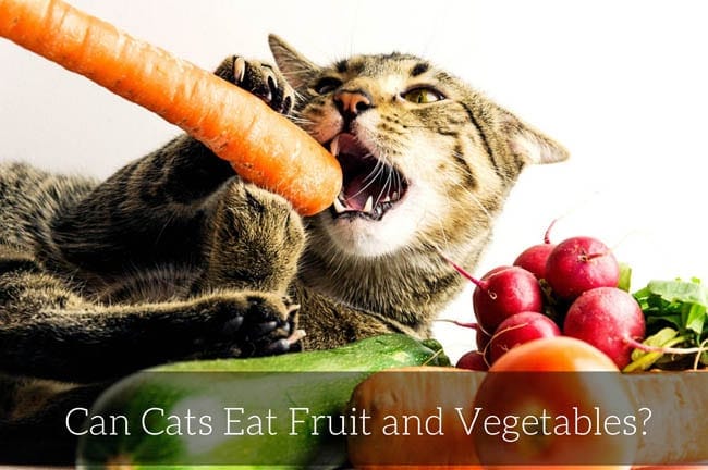 Can cats eat fruit and vegetables?