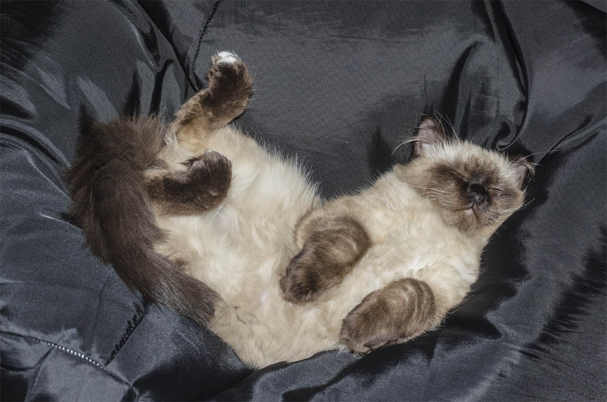 Cat sleeping on its back