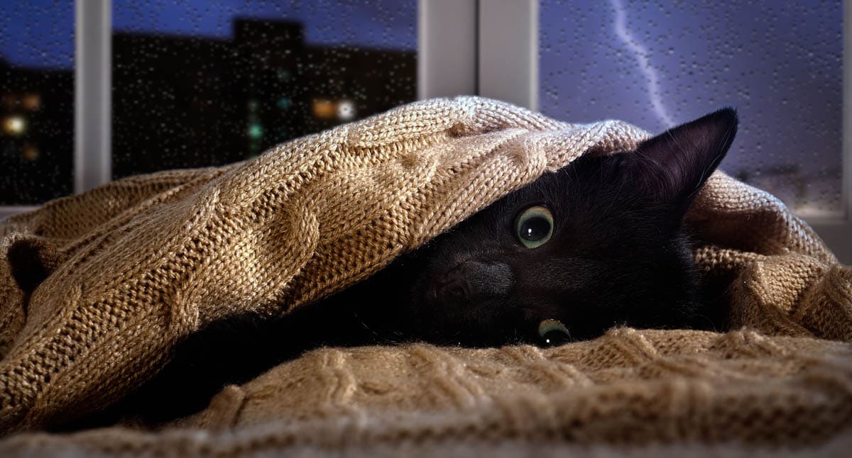 How to help cats scared of thunder and fireworks