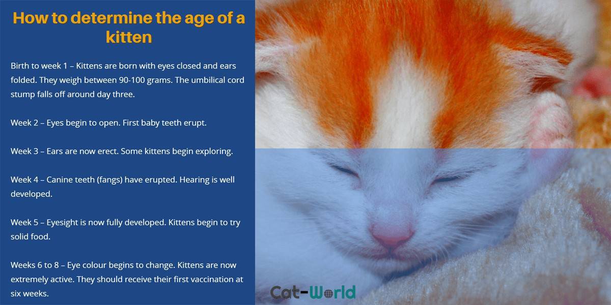 How to tell the age of a kitten