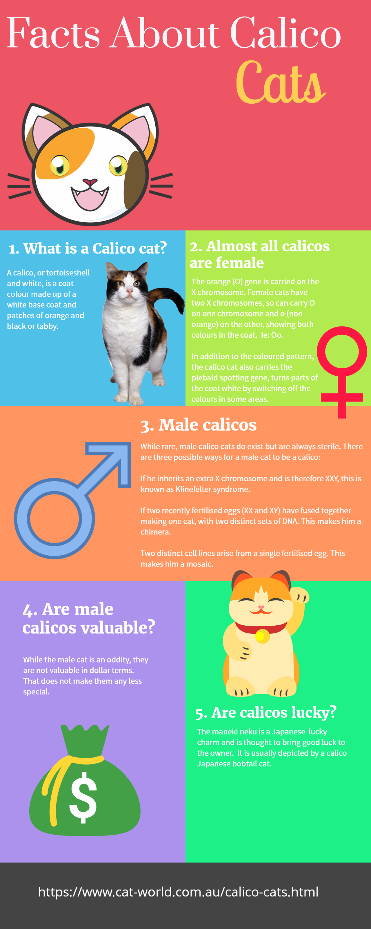 Calico cat infographic