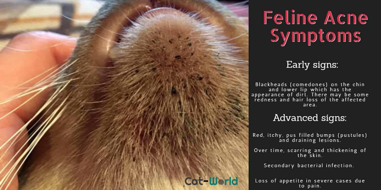 Feline acne symptoms