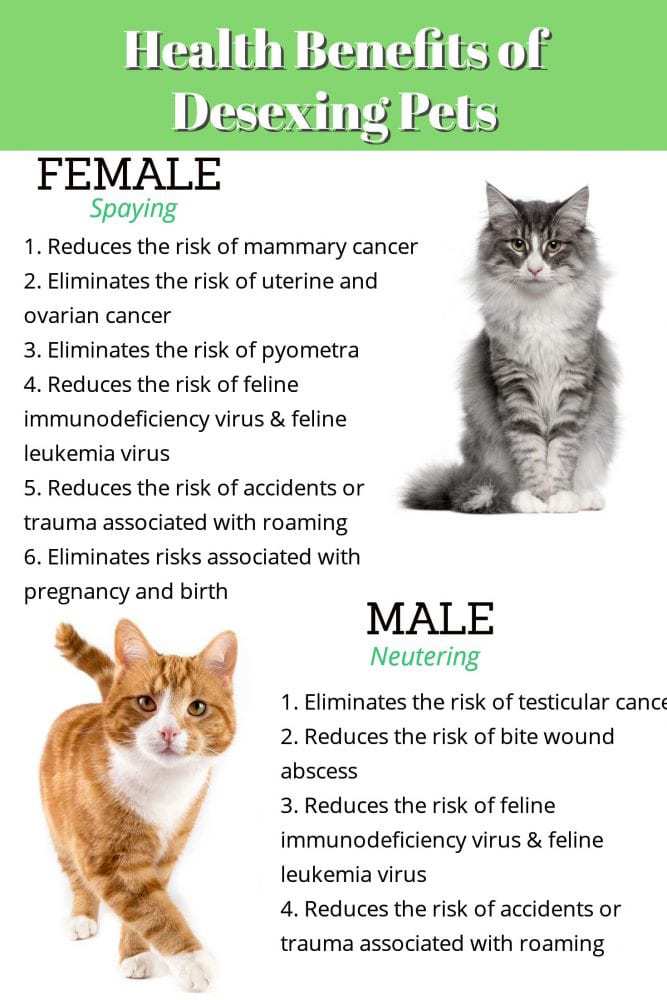 Health benefits of desexing cats