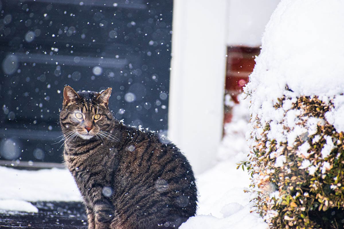 How Cold is Too Cold For a Cat? CatWorld