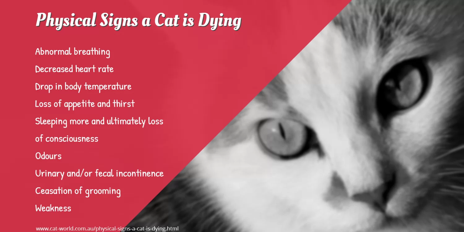 Physical signs a cat is dying