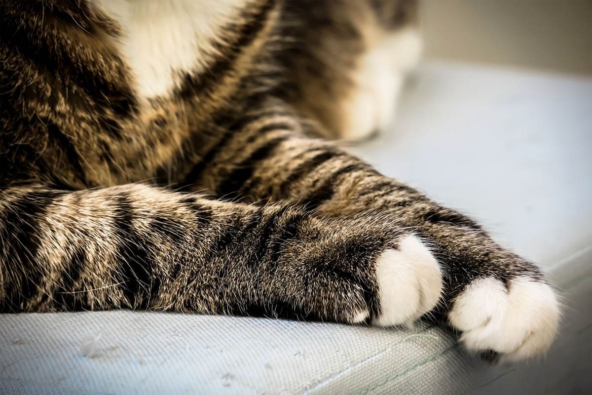 Causes of limping in cats