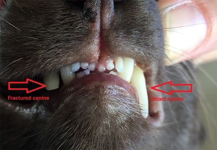 Fractured cat tooth