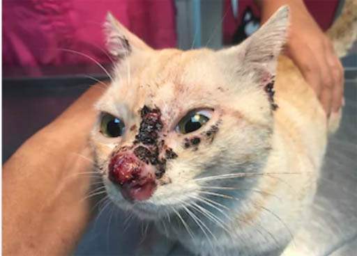 Sporotrichosis in cats