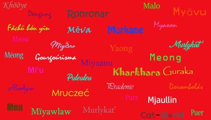 Meow and purr in different languages
