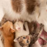 Lactation in Cats