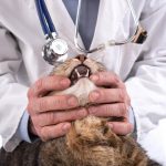 Oronasal Fistula in Cats