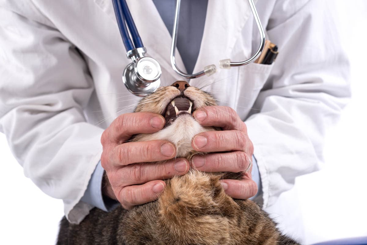 Oronasal fistula in cats