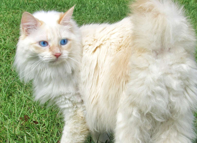 american bobtail cat with blue eyes