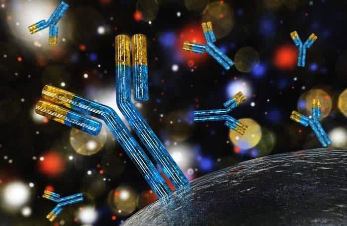 What are antibodies?