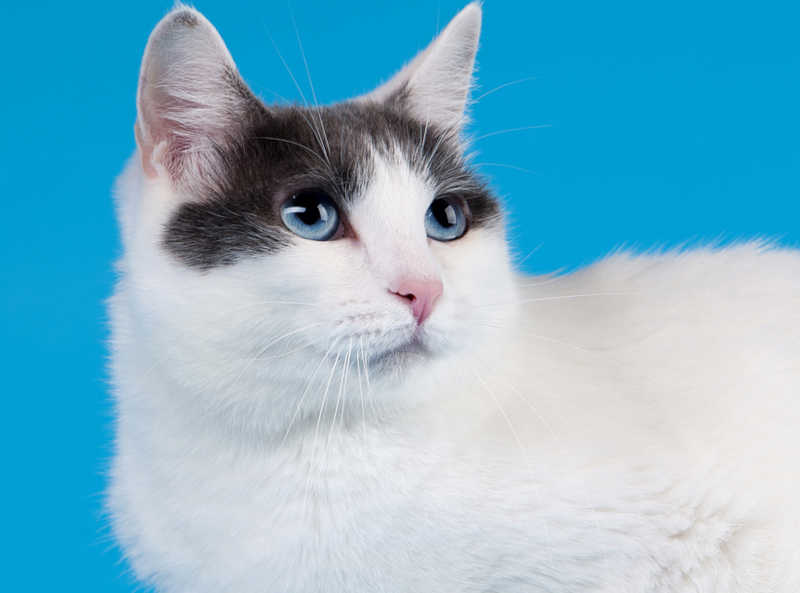 blue eye japanese bobtail cat