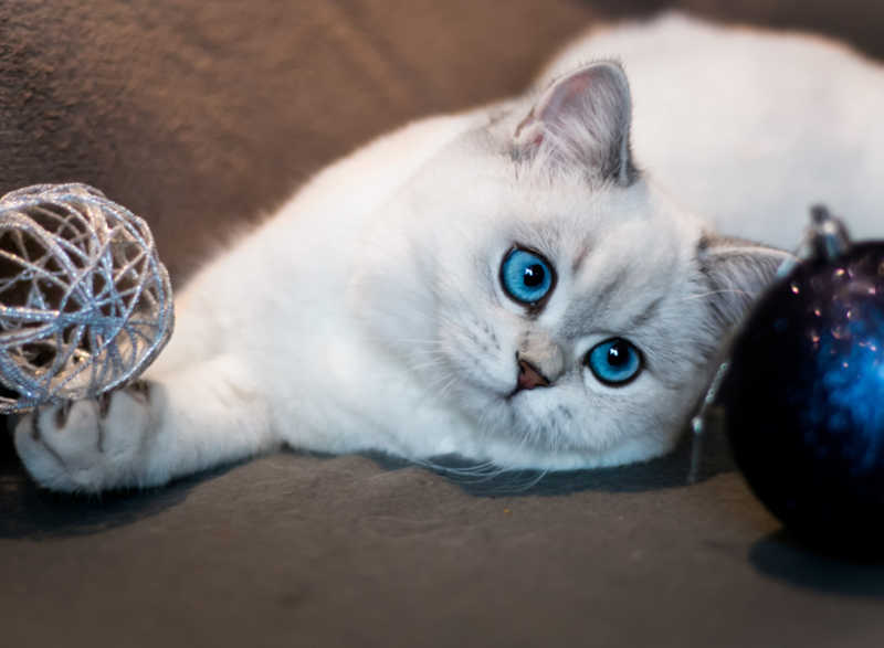 White purebred British shorthair cat with blue eyes