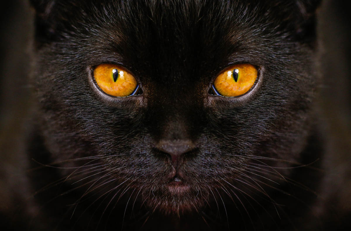 Black Cat With Different Colored Eyes