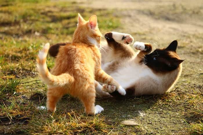 Resolve inter-cat aggression