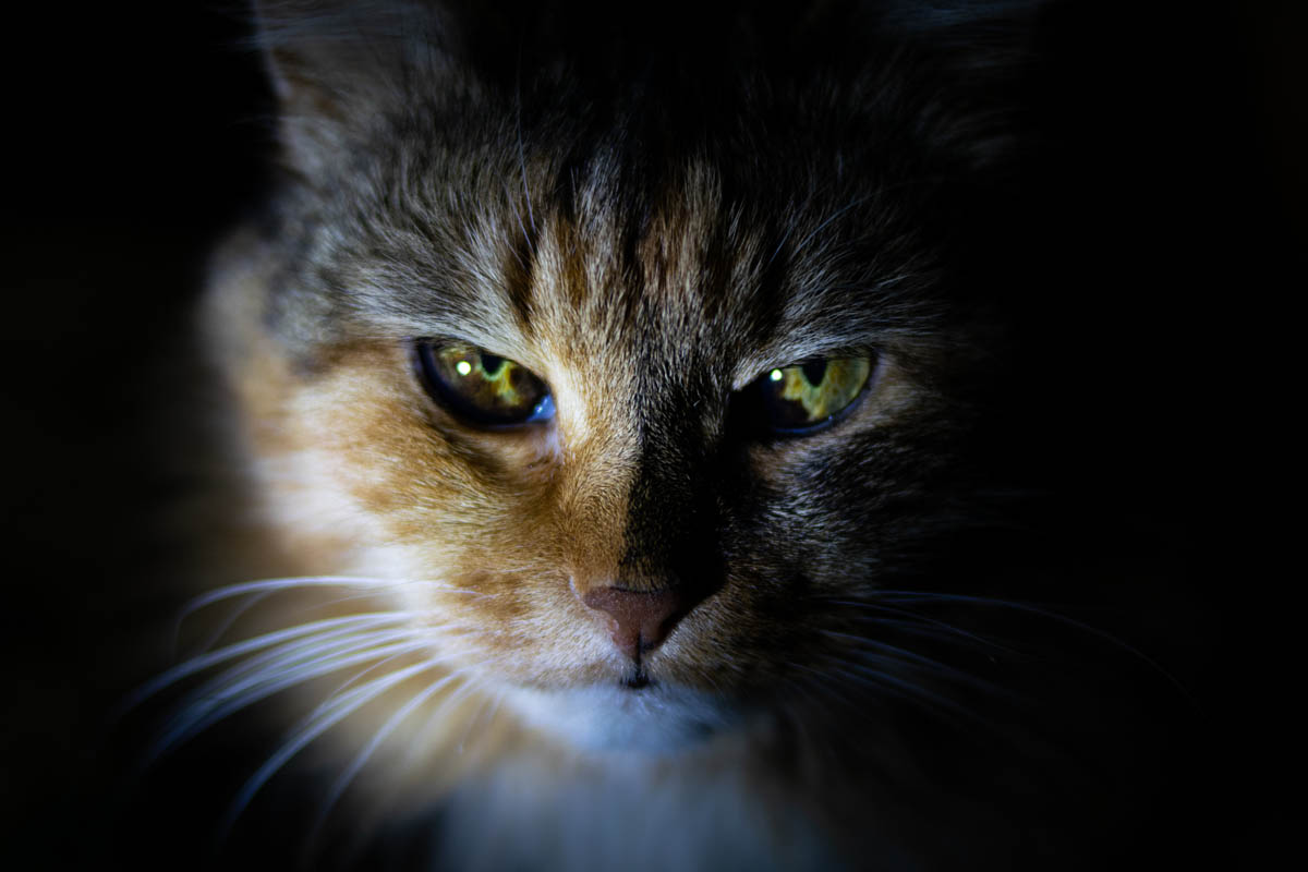 Signs of stress in cats