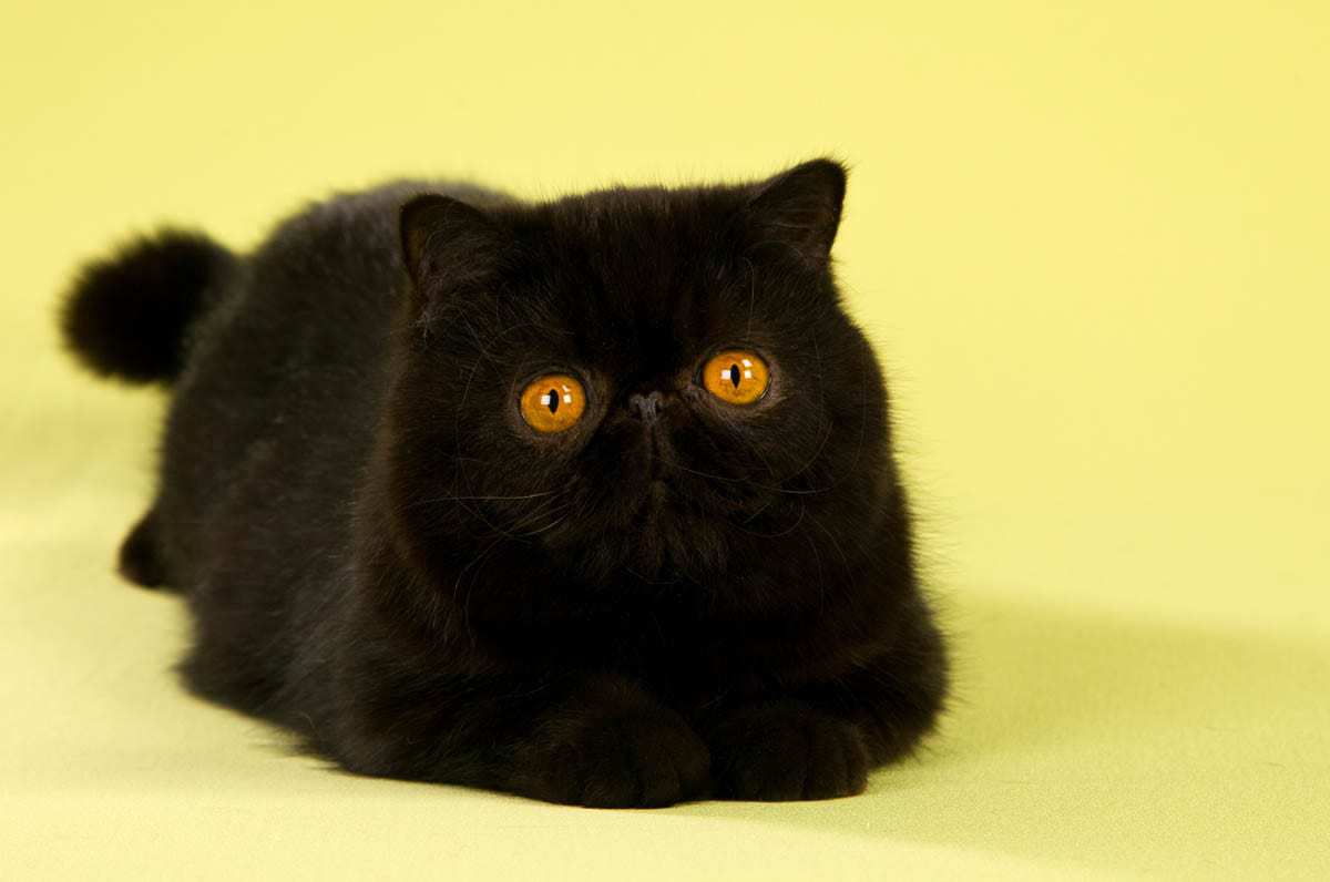 Black exotic shorthair cat