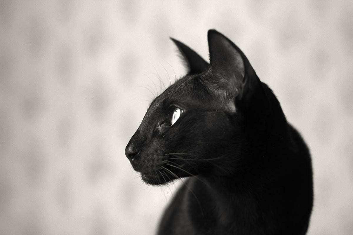 Black Oriental cat