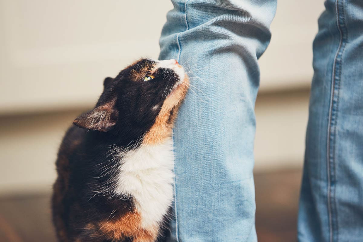 Calico cat rubbing against the leg of her owner