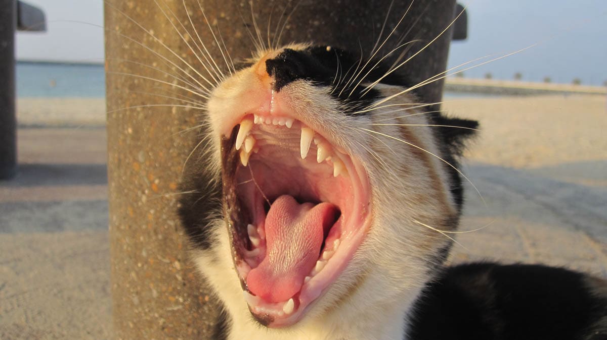 Carnivorous teeth on a domestic cat