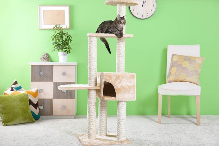 Visual Reference: Obsessive Compulsive Disorder In Cats