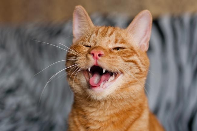 Flehmen response in cats