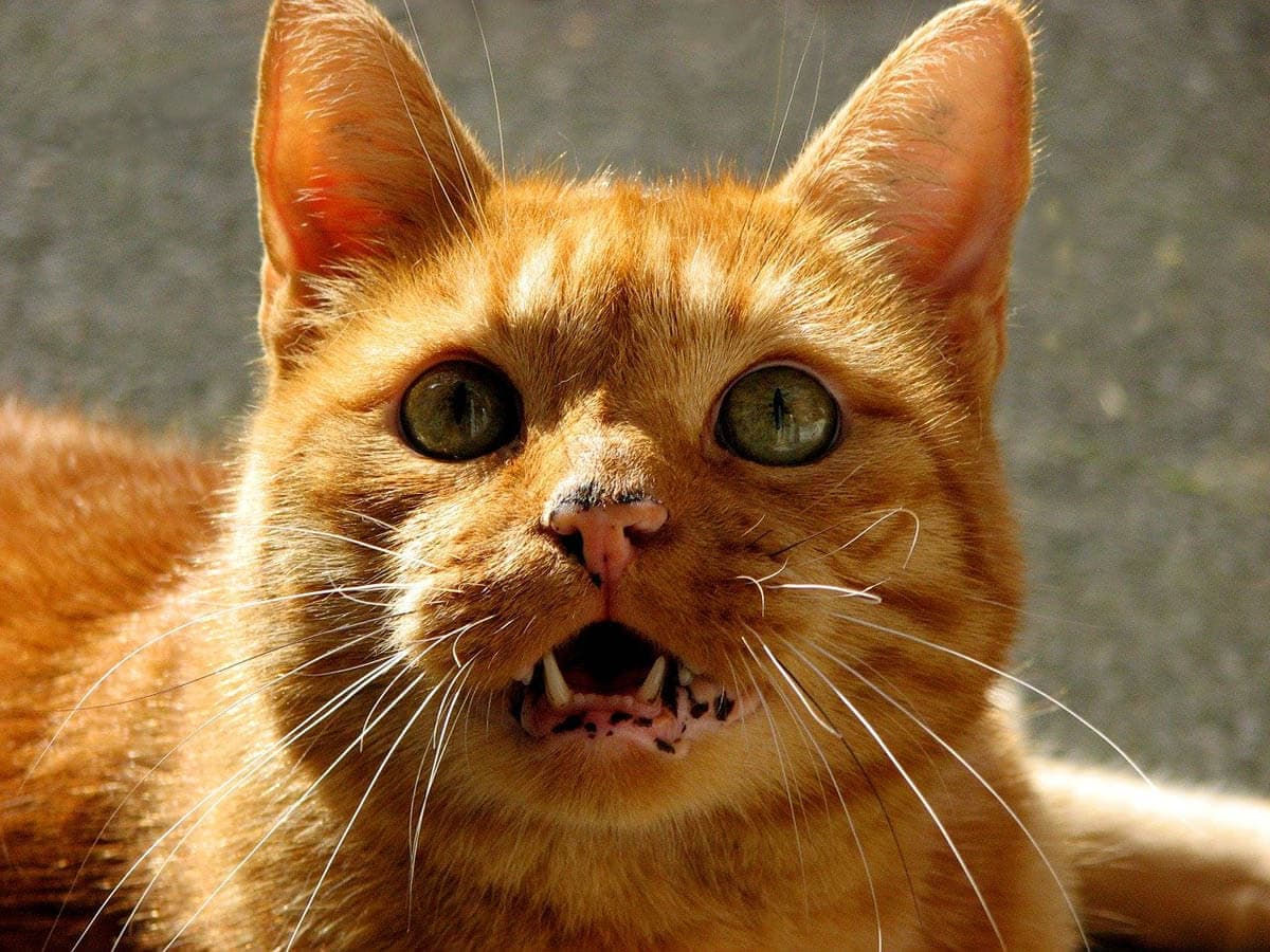 Ginger cat with lentigo on its nose and gums